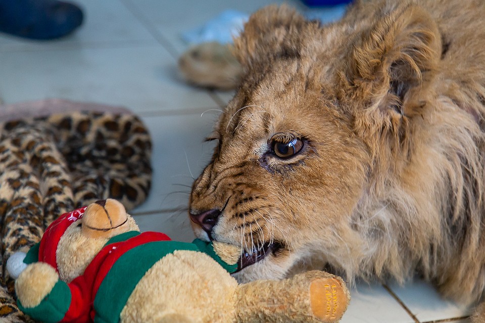 симба в танзании. львенок симба в челябинске. львенок симба сегодня. Simba львенок. симба в танзании.