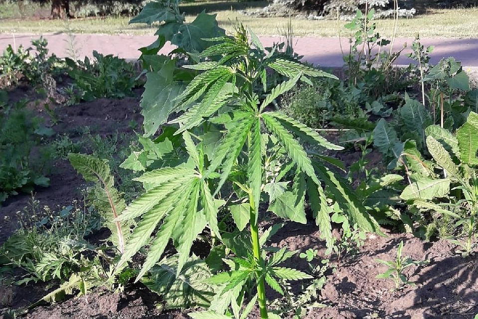Семена марихуаны челябинск выращивание конопли до 20 кустов