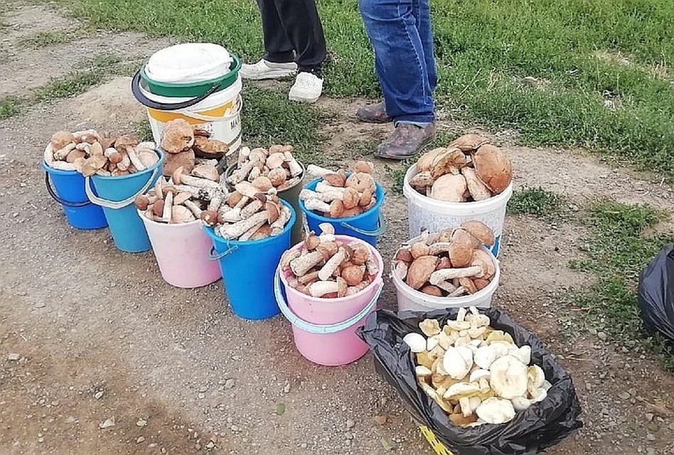 Есть ли грибы в августе. Грибы в августе.